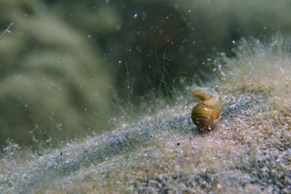  Limnee conque  Radix auricularia